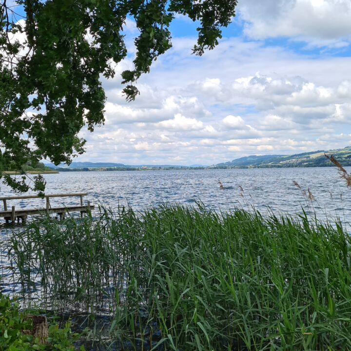 Balade familiale à vélo autour du lac de Sempach: rive du lac de Sempach avec des roseaux, un hangar à bateaux et un embarcadère
